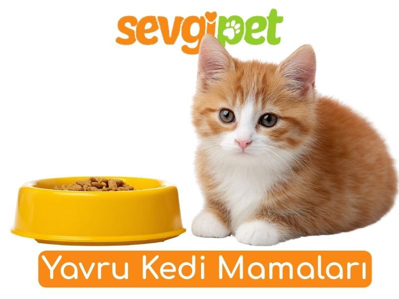 Yavru Kedi Mamaları