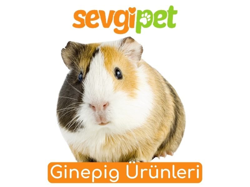Ginepig