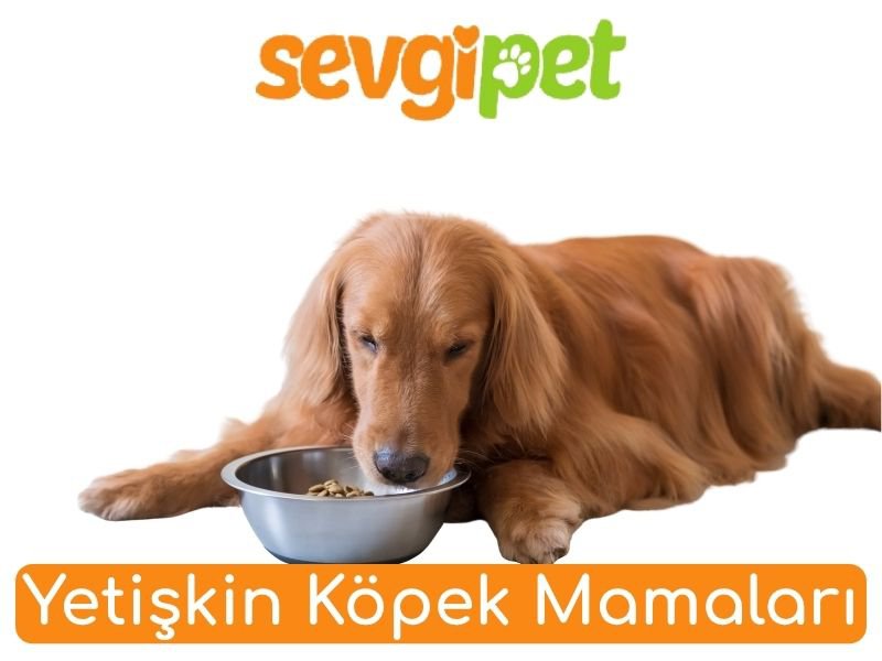 Yetişkin Köpek Mamaları
