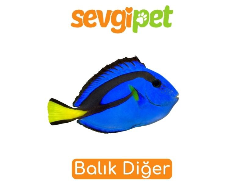 Balık Diğer