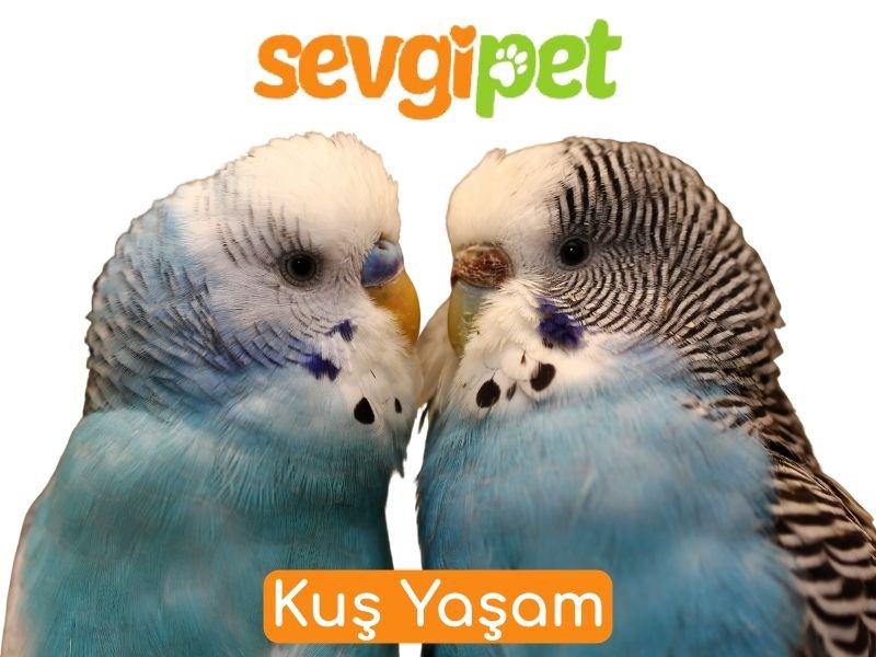 Kuş Yaşam
