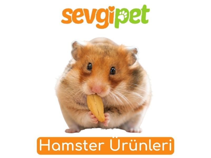 Hamster