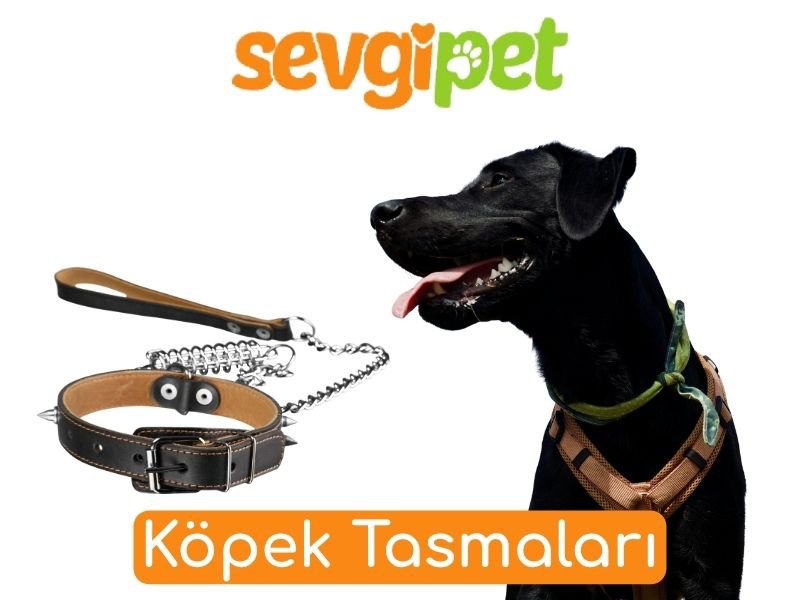 Köpek Tasmaları