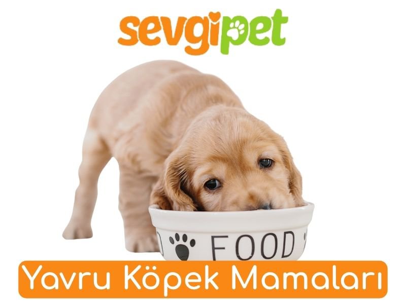 Yavru Köpek Mamaları