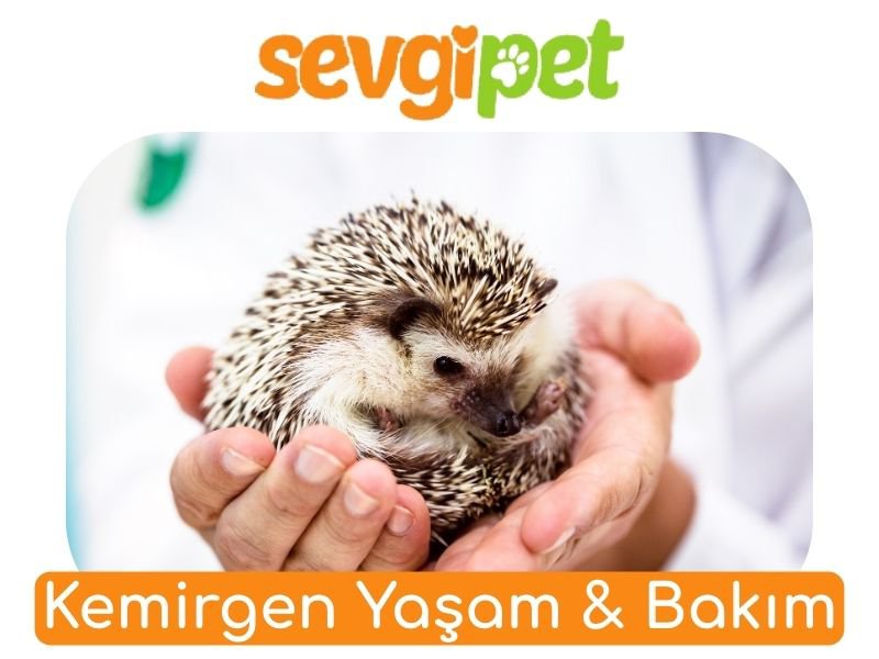 Kemirgen Yaşam & Bakım