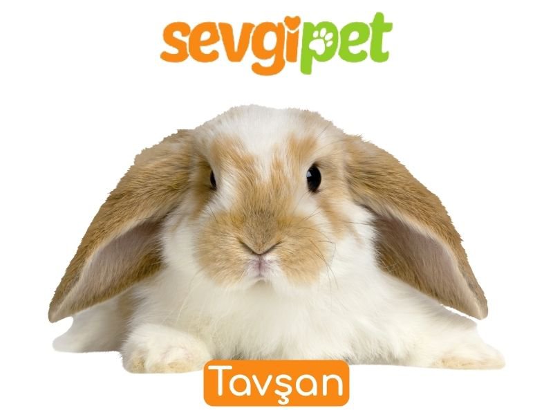 Tavşan