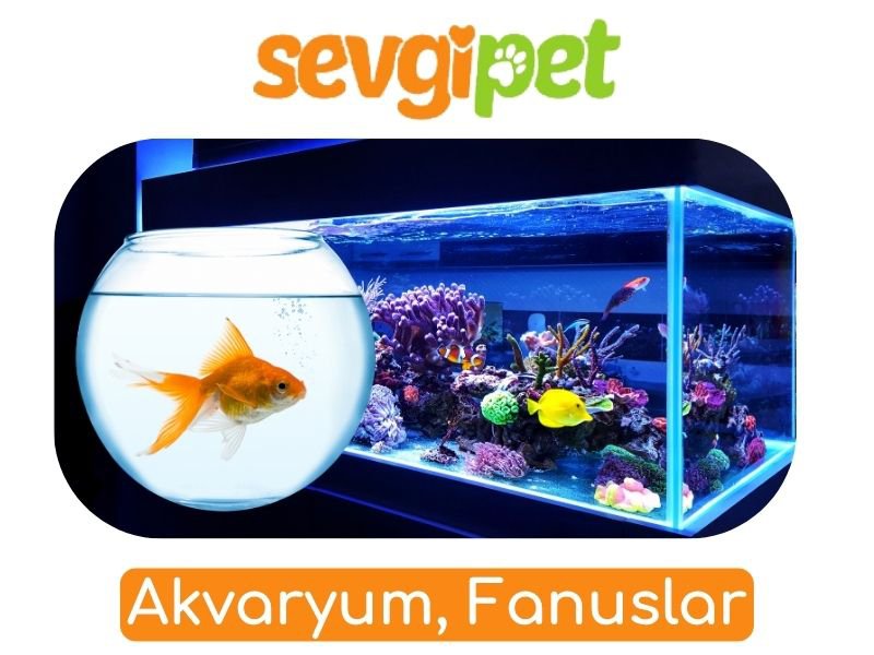 Akvaryum, Fanuslar