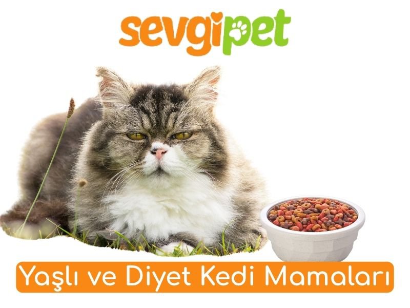 Yaşlı ve Diyet Köpek Mamaları